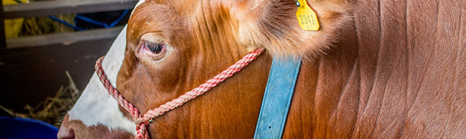 cattle
